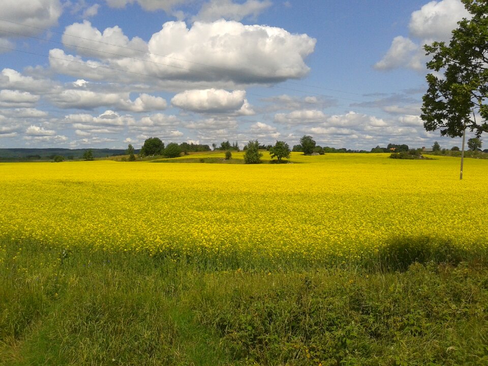 Yellow field summer