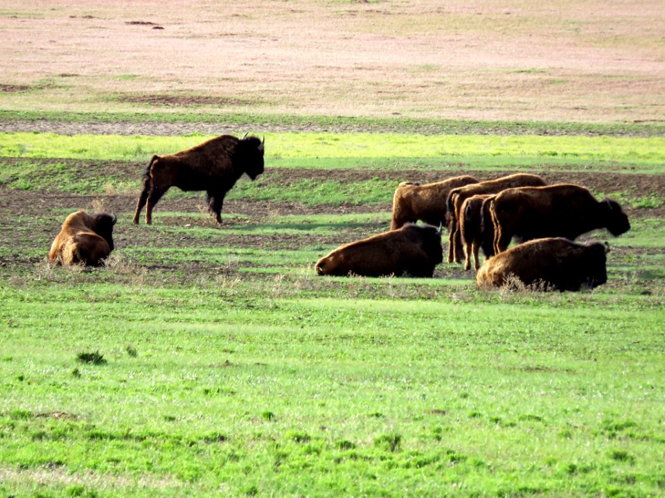 Bison Ranch in Utah