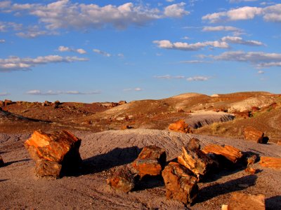 Crystal Forest at Petrified Forest NP in Arizona