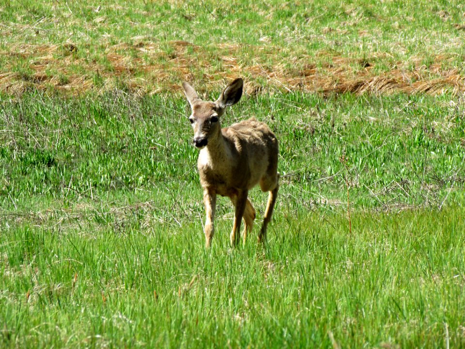 Deer at Yosemite NP in CA