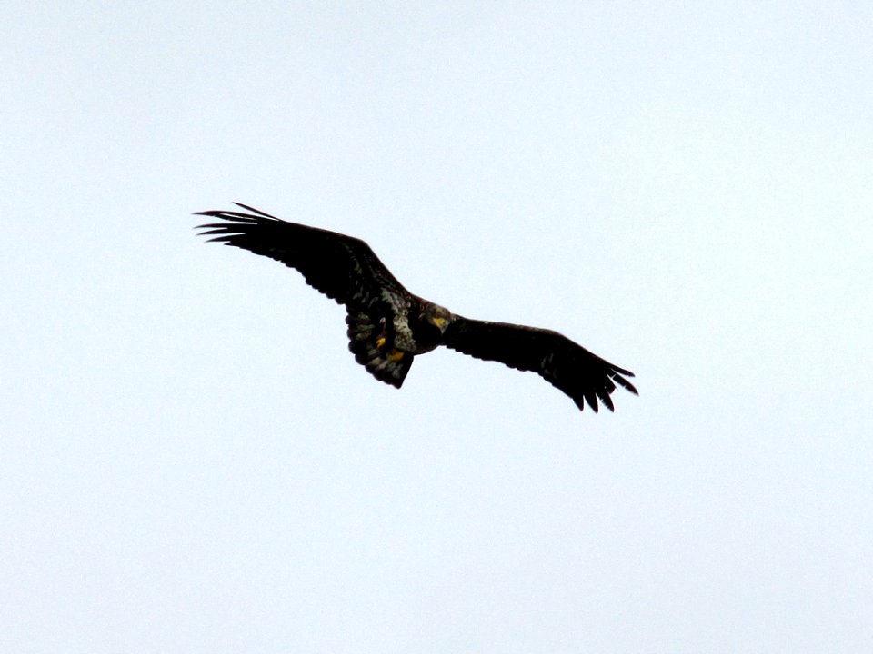 Juvenile Bald Eagle at Cape Perpetua in Oregon