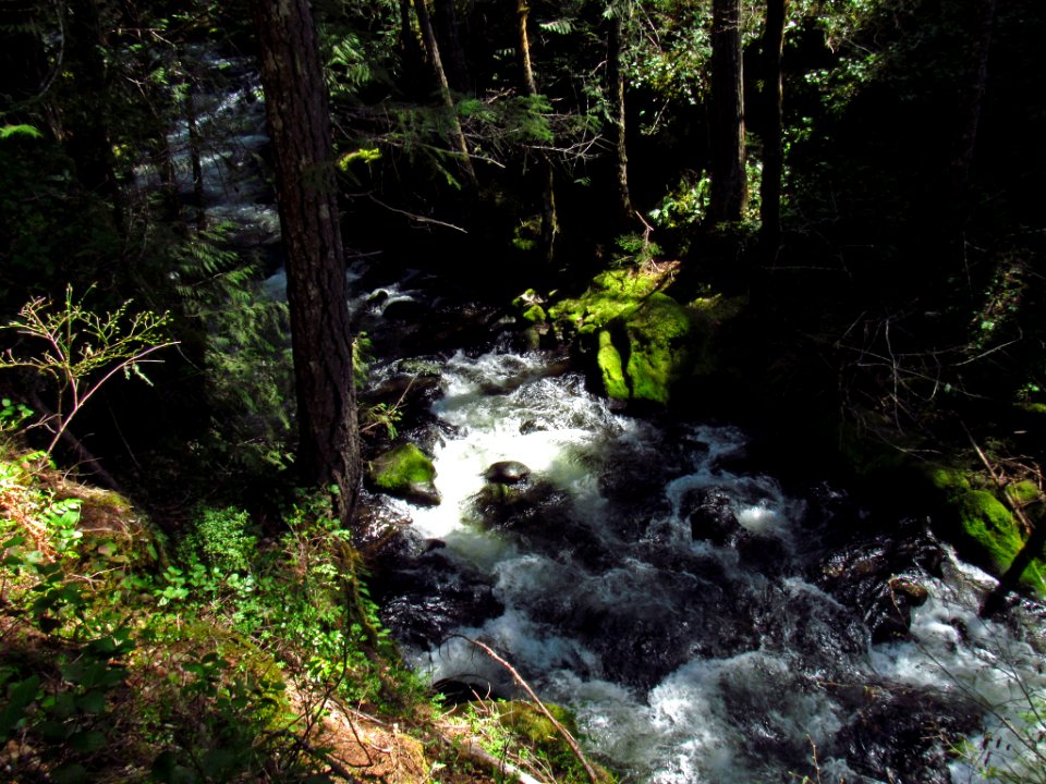 Falls Creek Falls Trail in WA