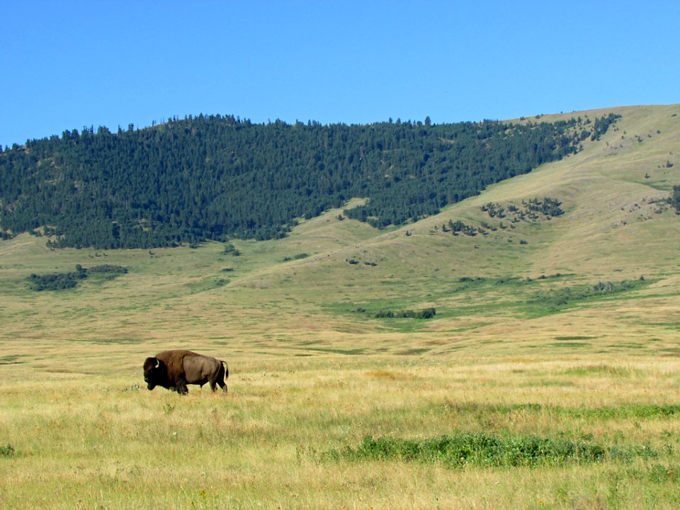 National Bison Range in MT