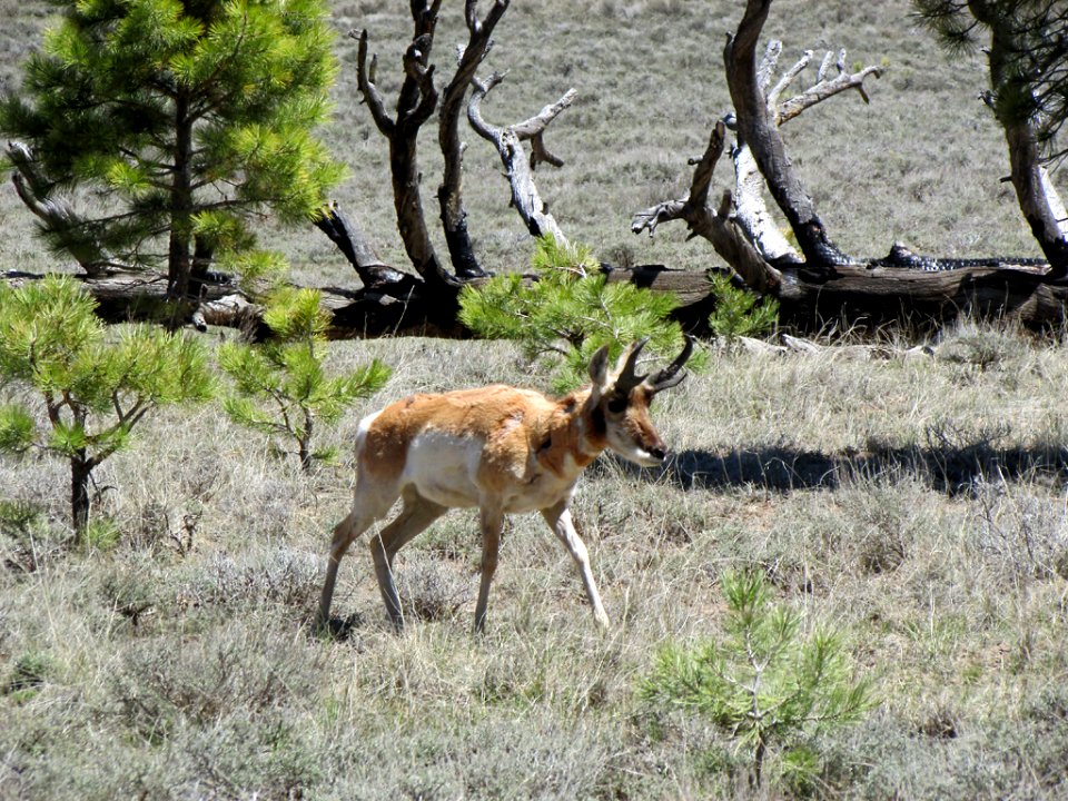 Pronghorn Deer at Bryce Canyon NP in Utah