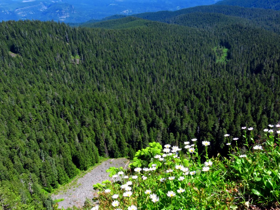 Sherrard Point on Larch Mountain in Oregon