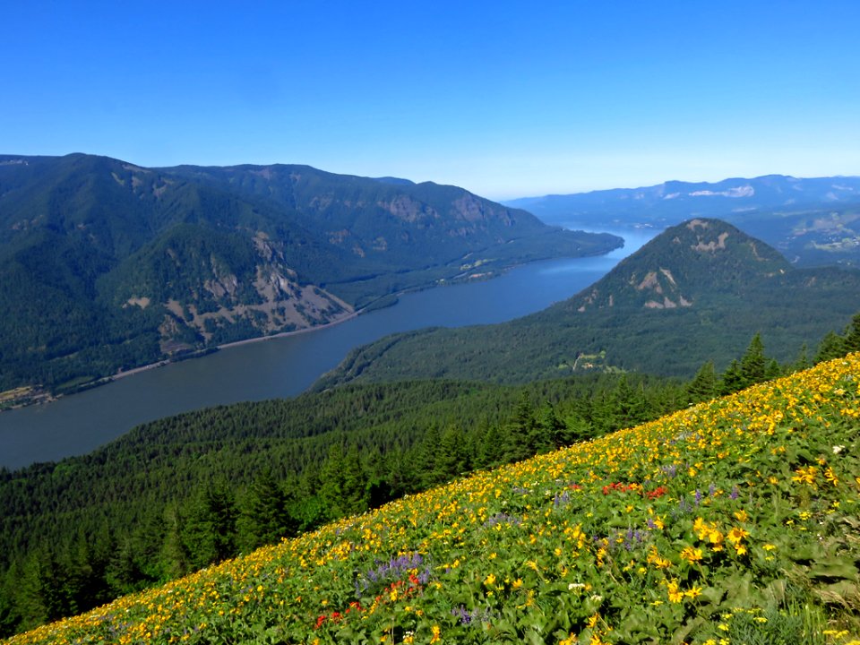 Wildflowers on Dog Mountain Trail in Washington