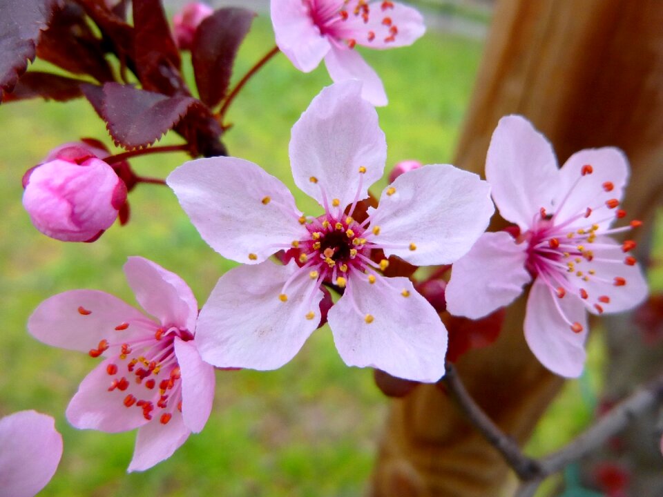Pink nature petal