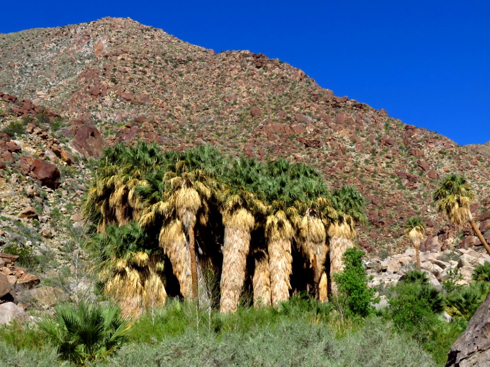 Palm Oasis at Anza-Borrego Desert SP