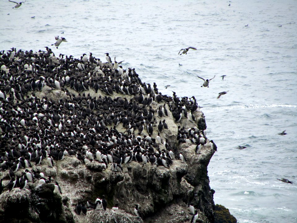 Seabird Colony at Yaquina Head in Newport, Oregon