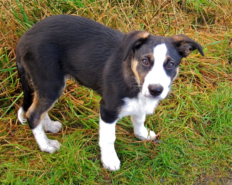 Max at  3 and a bit months old.