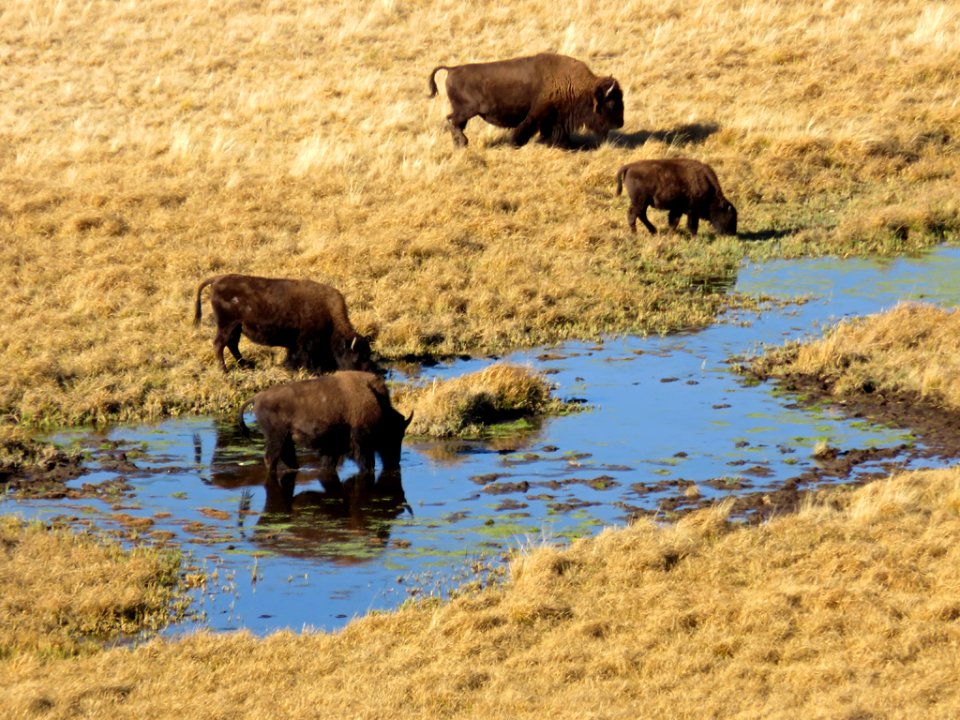 Bison at Yellowstone NP in Wyoming