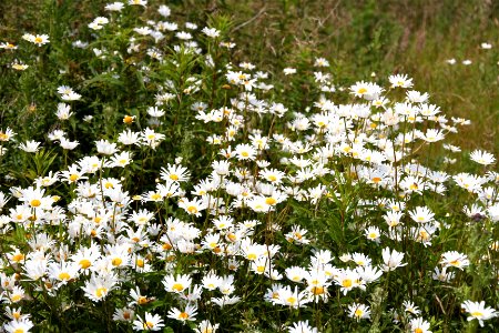 Ox-eye daisies