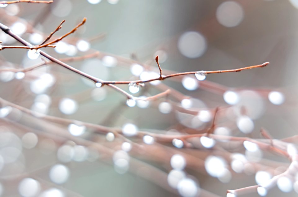 Dew