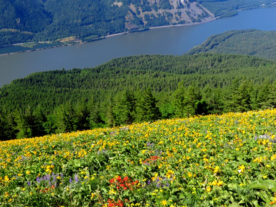 Wildflowers on Dog Mountain Trail in Washington