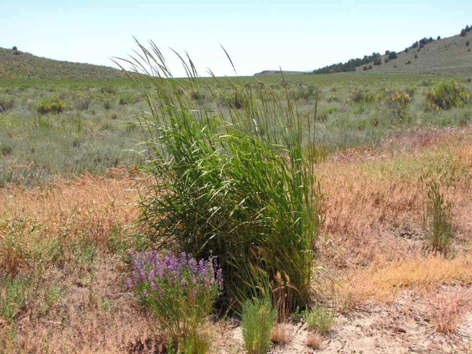 Surprise Valley Barrel Springs Back-Country Byway