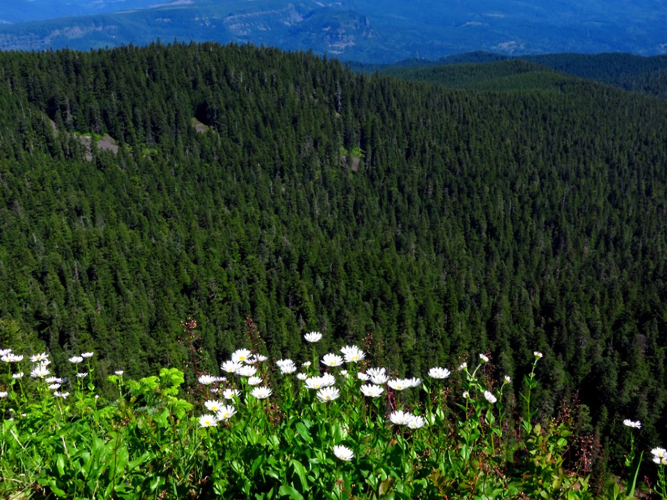Sherrard Point on Larch Mountain in Oregon