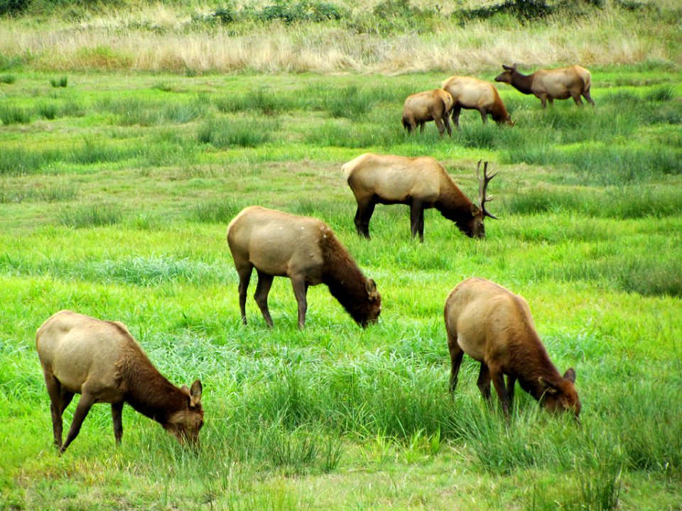 Elk Herd at Pacific Coast In OR