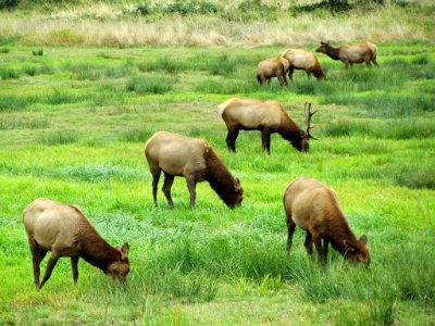 Elk Herd at Pacific Coast In OR