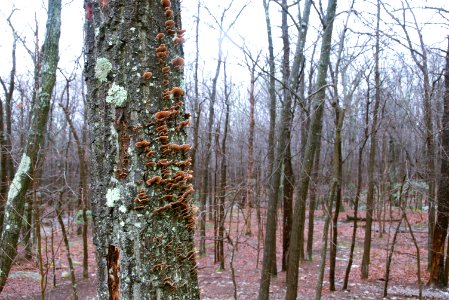 Fungus