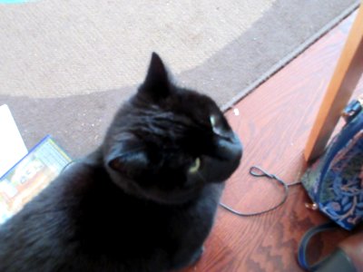 Jet the black cat IMG 9977