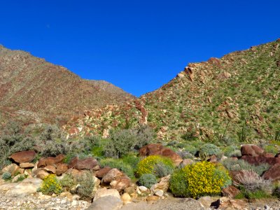 Palm Canyon with Wildflowers at Anza-Borrego Desert SP photo