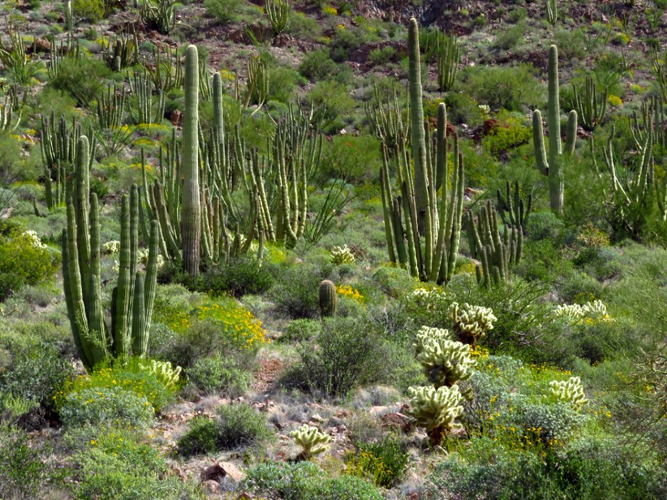 Wildflowers at Organ Pipe Cactus NM in AZ