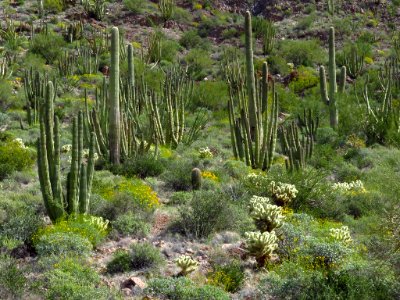 Wildflowers at Organ Pipe Cactus NM in AZ