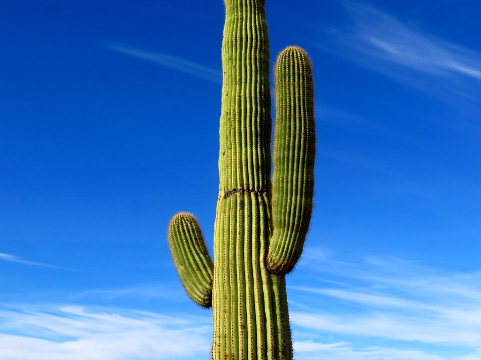 Organ Pipe Cactus NM in AZ