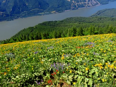 Wildflowers on Dog Mountain Trail in Washington