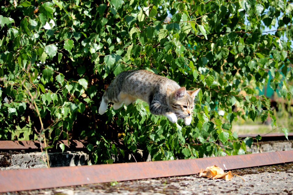 Jump play domestic cat