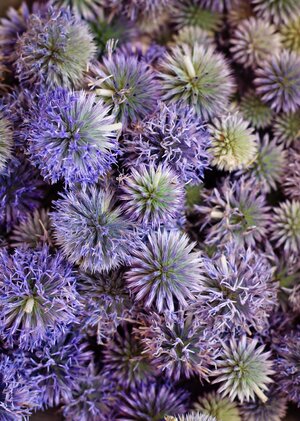 Thistle plant nature