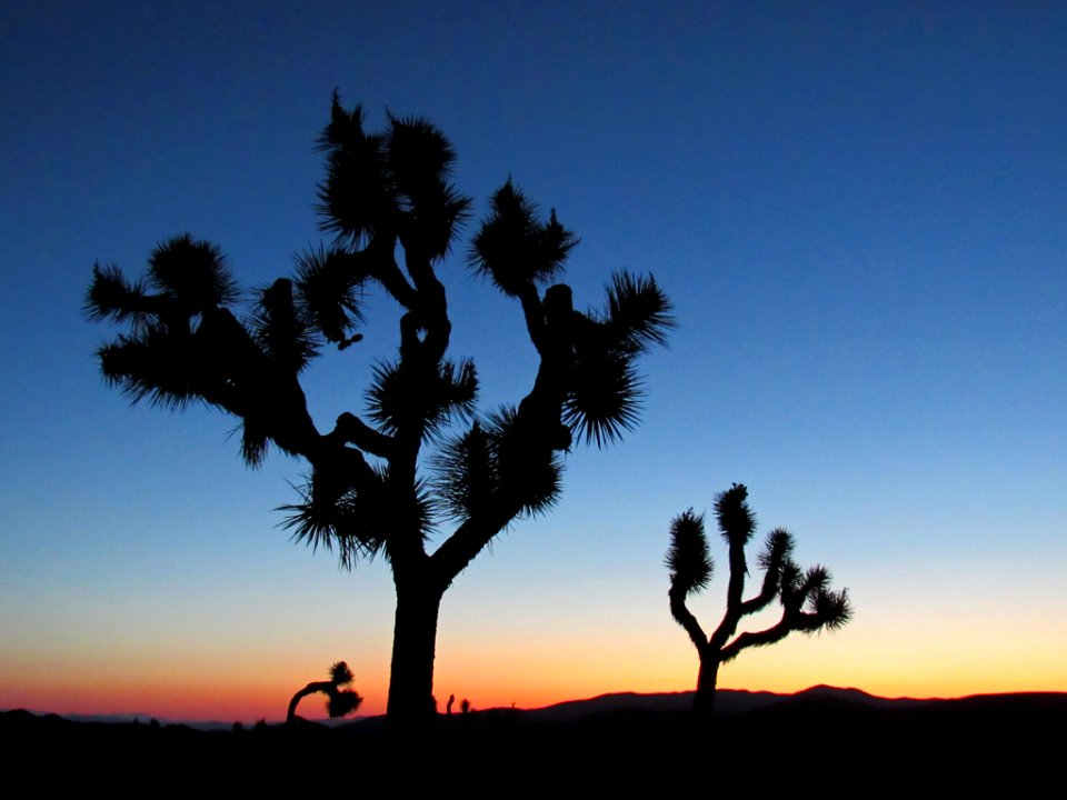 Sunset at Joshua Tree NP in California