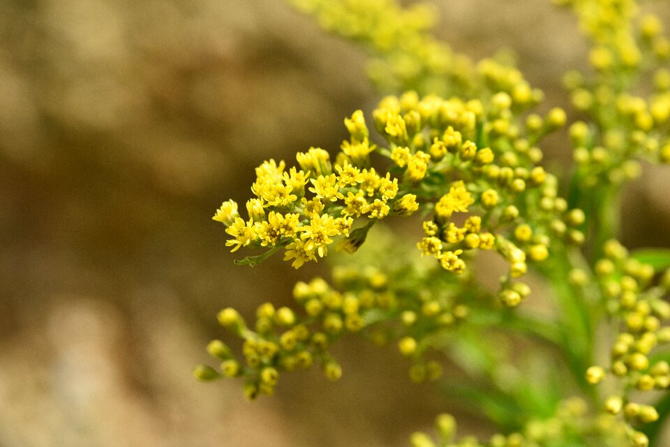 Flowers yellow flowers close up