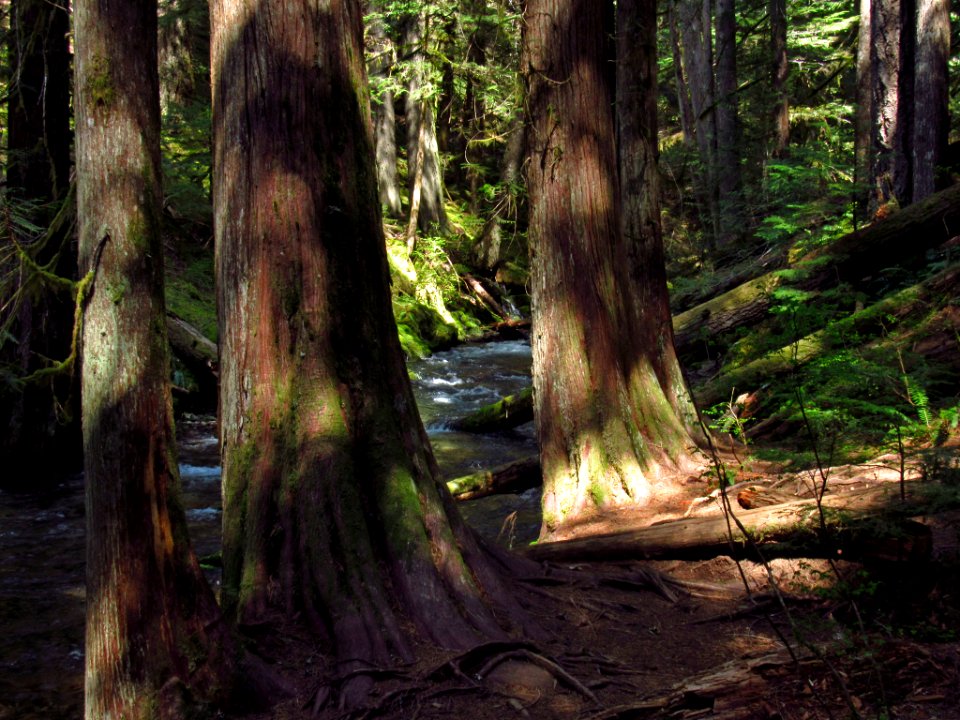 Panther Creek Falls Trail in WA