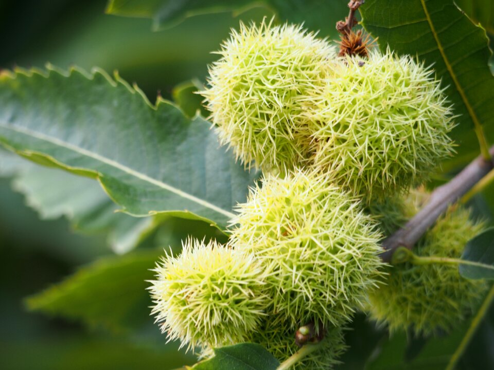 Autumn edible nutrition