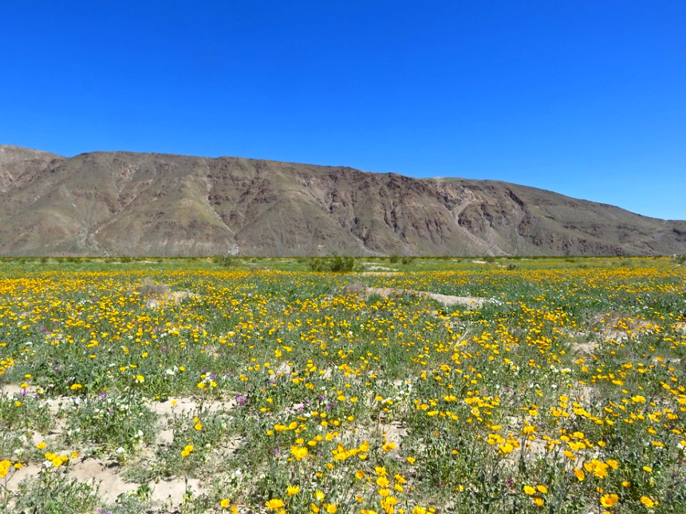 Henderson Canyon with Wildflowers at Anza-Borrego Desert SP in CA photo