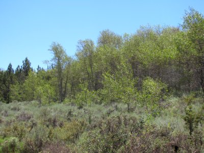 Surprise Valley Barrel Springs Back-Country Byway