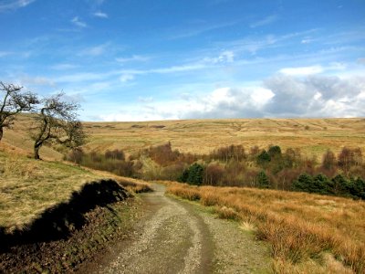 IMG 0595-1