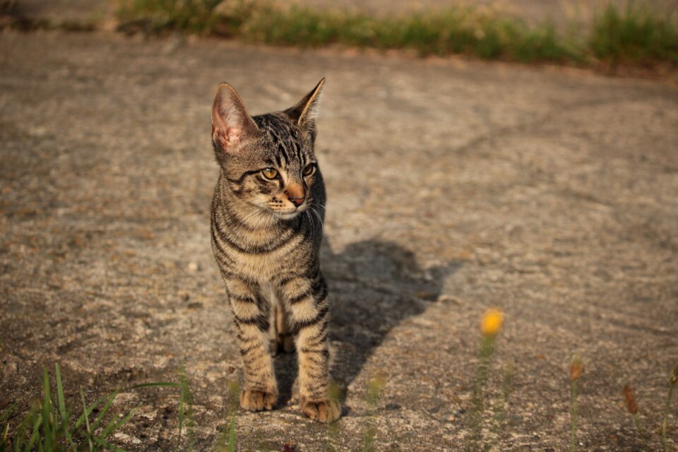 Cat kitten cat baby