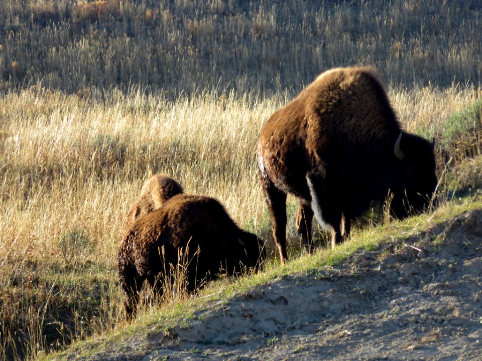 Bison at Yellowstone NP in Wyoming