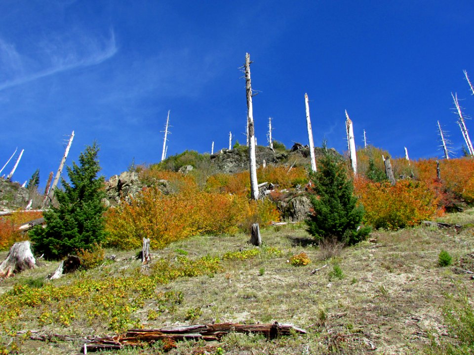 Mt. St. Helens NM in WA