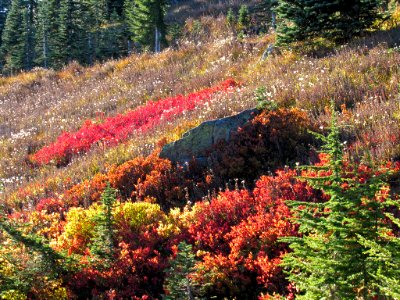 Autumn at Skyline Trail at Mt. Rainier NP in WA