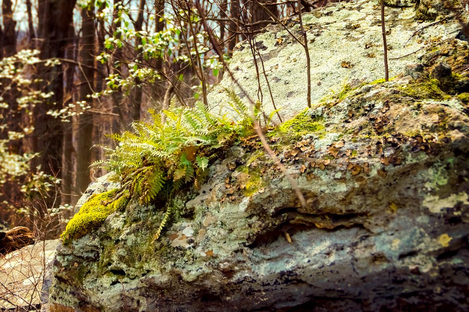 Garden In The Forest