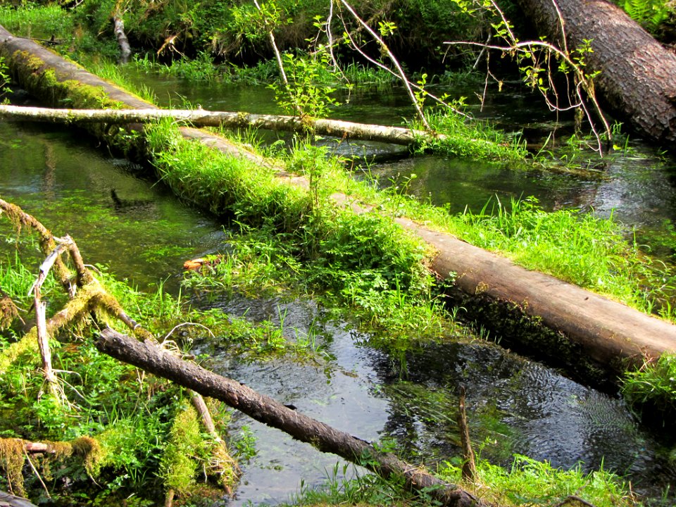 Hoh Rain Forest at Olympic NP in WA