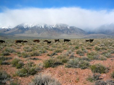 Volcanic Tablelands photo