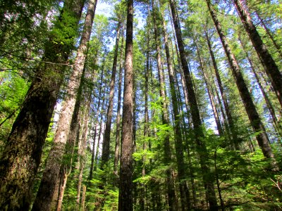 Lower Lewis River Falls Trail in WA