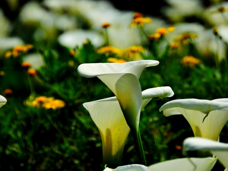Flower park properties