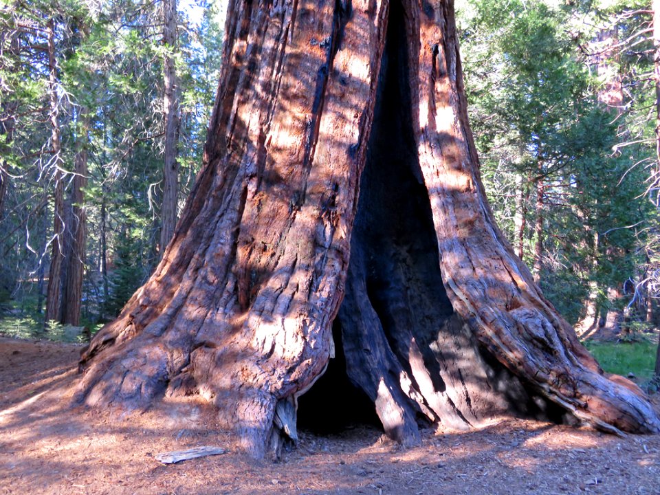 Trail Of 100 Giants at Sequoia NF in CA