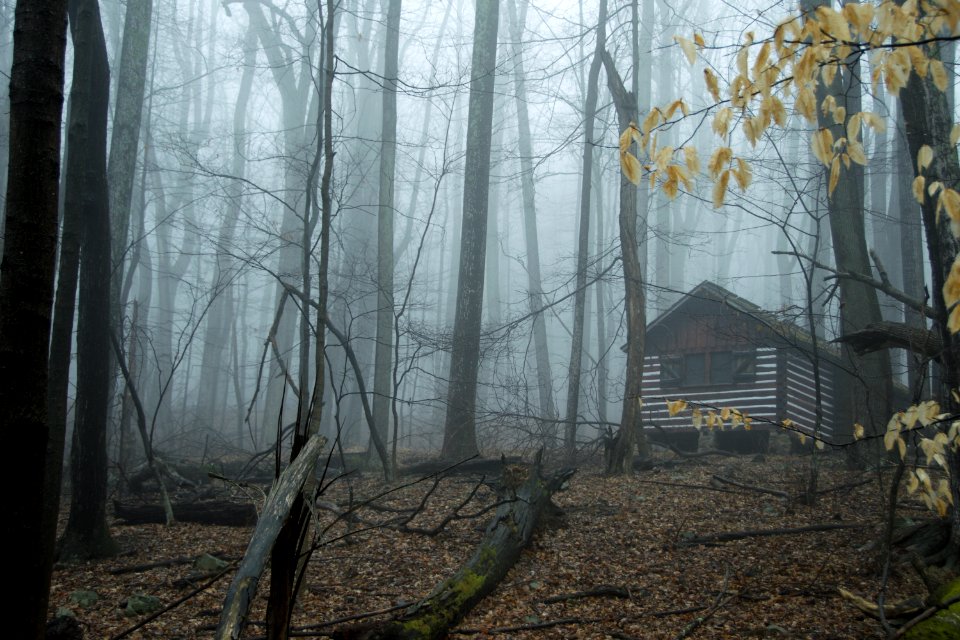 Cabin in the Woods