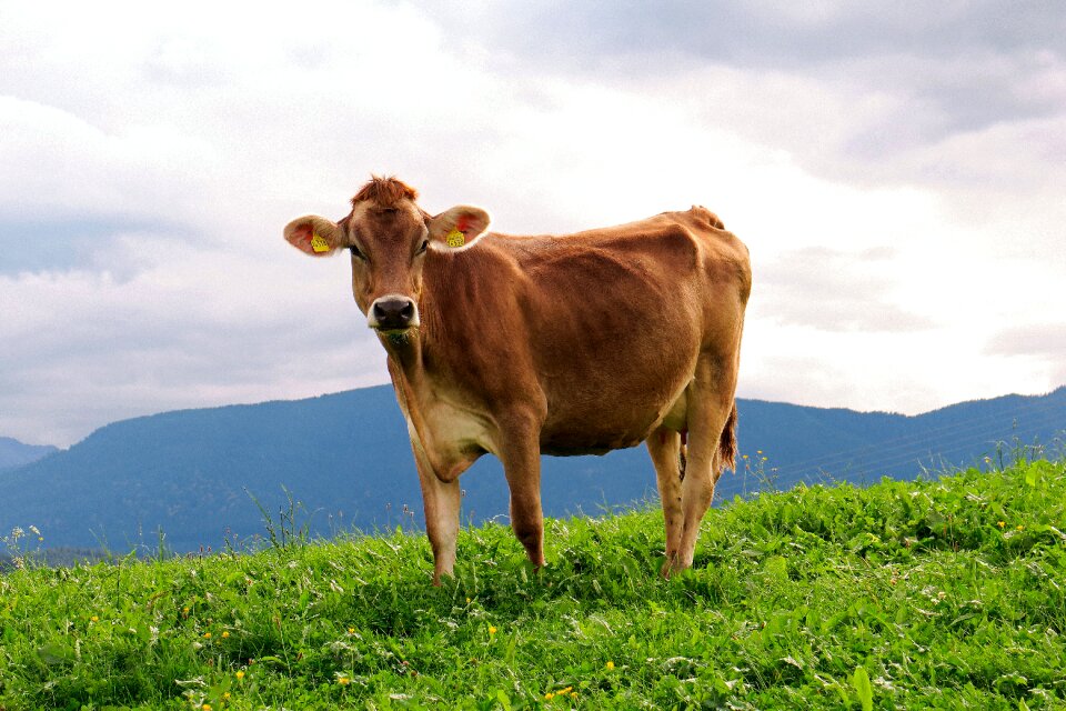 Meadow alpine brown swiss